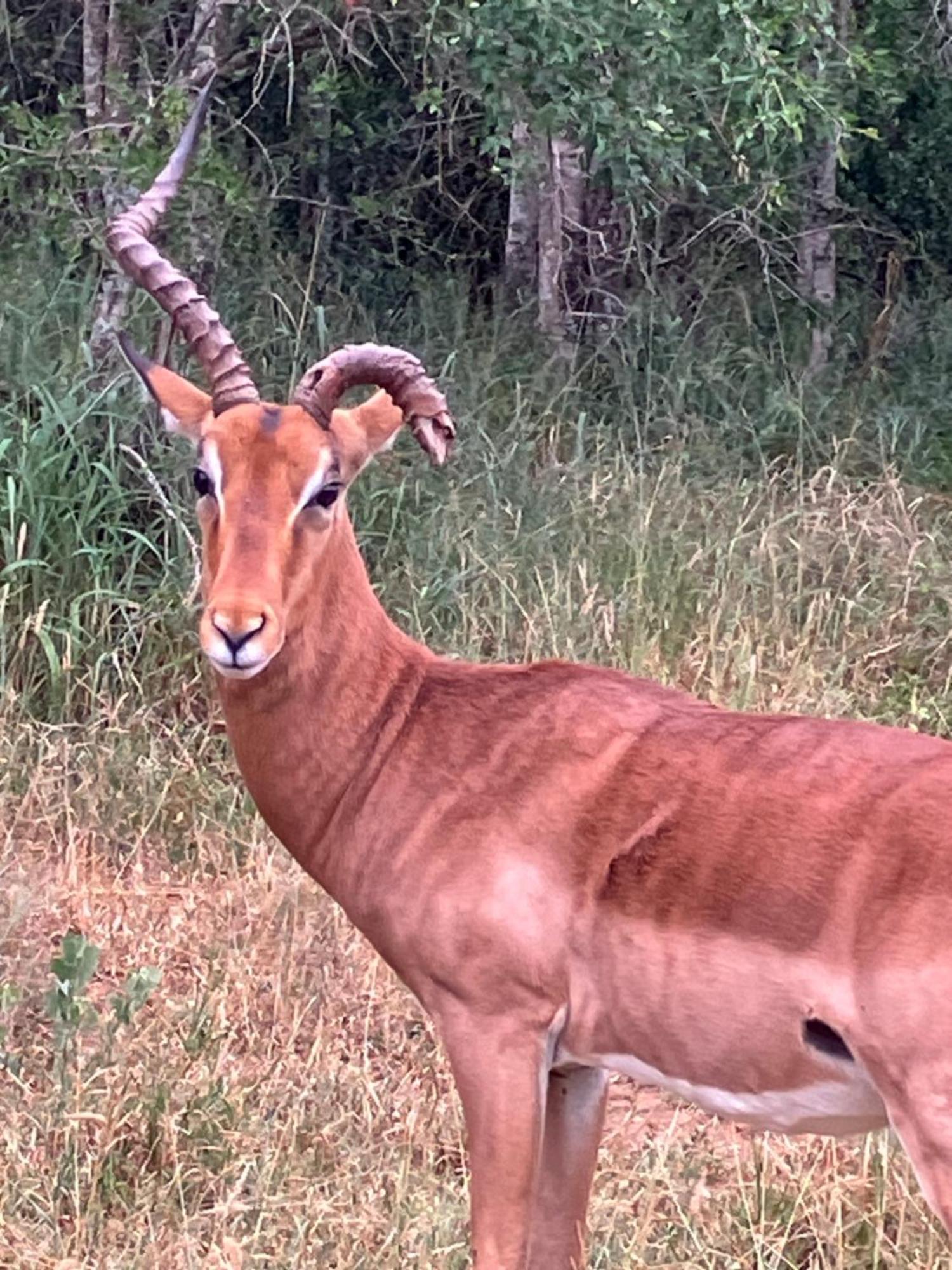 Вилла El Seuno De Africa -The Dream Of Africa Сент-Люсия Экстерьер фото